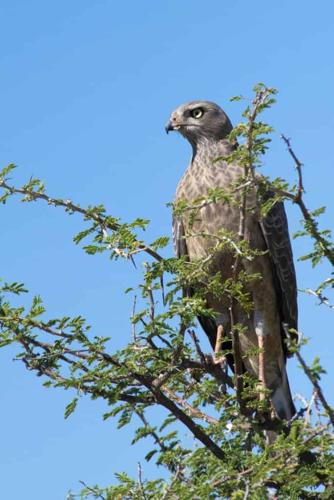 Fotoreizen Afrika valk Fotoreizen Afrika valk