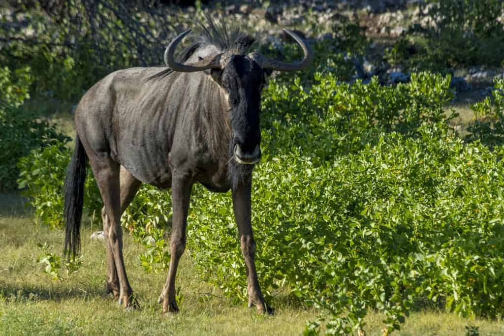 Fotoreizen Afrika wildlife Fotoreizen Afrika wildlife