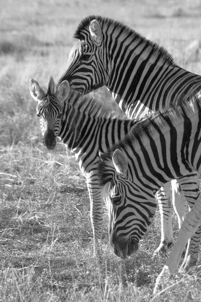 Fotoreizen Afrika zebra Fotoreizen Afrika zebra