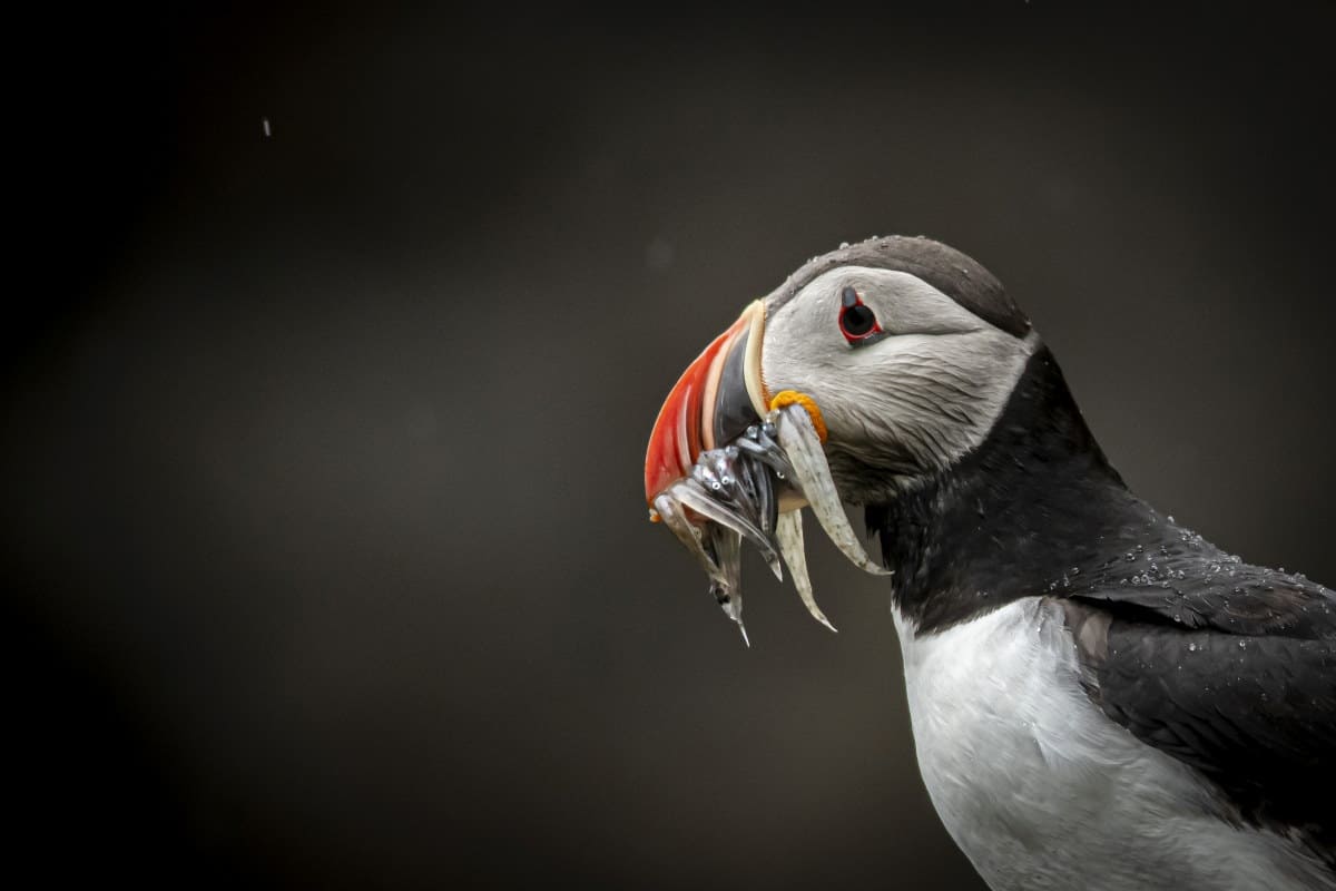 Papegaaiduiker met visjes fotoreis IJsland