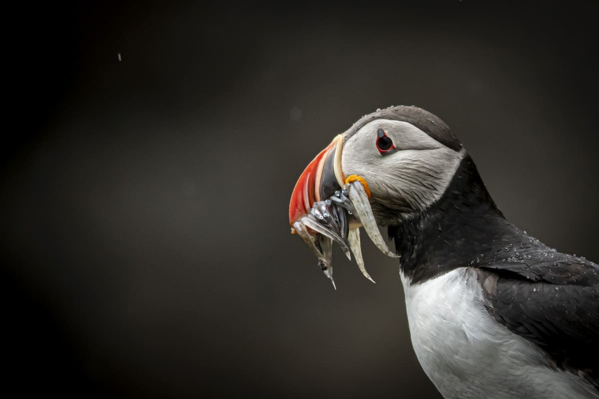 Fotoreizen IJsland 18 Papegaaiduiker met visjes fotoreis IJsland