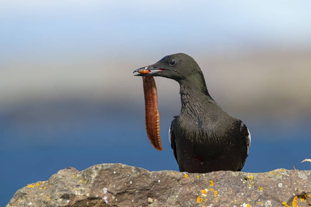 Fotoreizen IJsland 25 Zwarte zeekoet met vis op Ijsland
