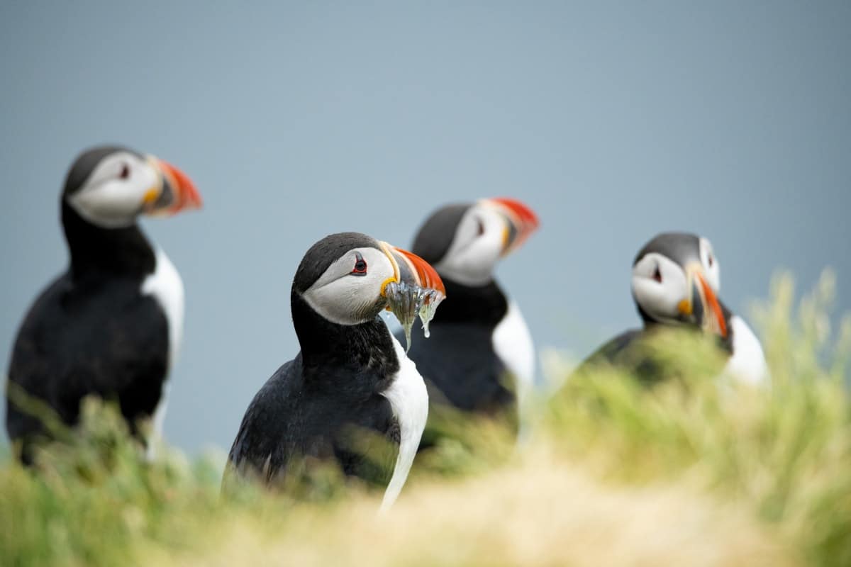 Fotoreizen IJsland 9 Papegaaiduikers fotografie reis IJsland