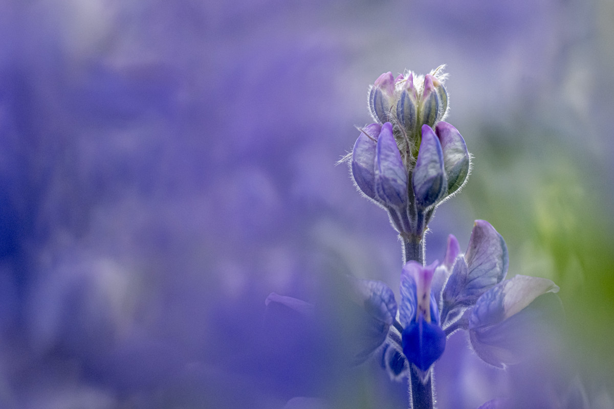 Fotoreizen IJsland Westfjorden Vogels 106 Lupinen bij Sandvik fotografie reizen IJsland Westfjorden