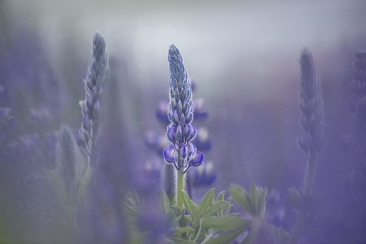Fotoreizen IJsland Westfjorden Vogels 91 Lupinen bij Sandvik fotografie reizen IJsland Westfjorden