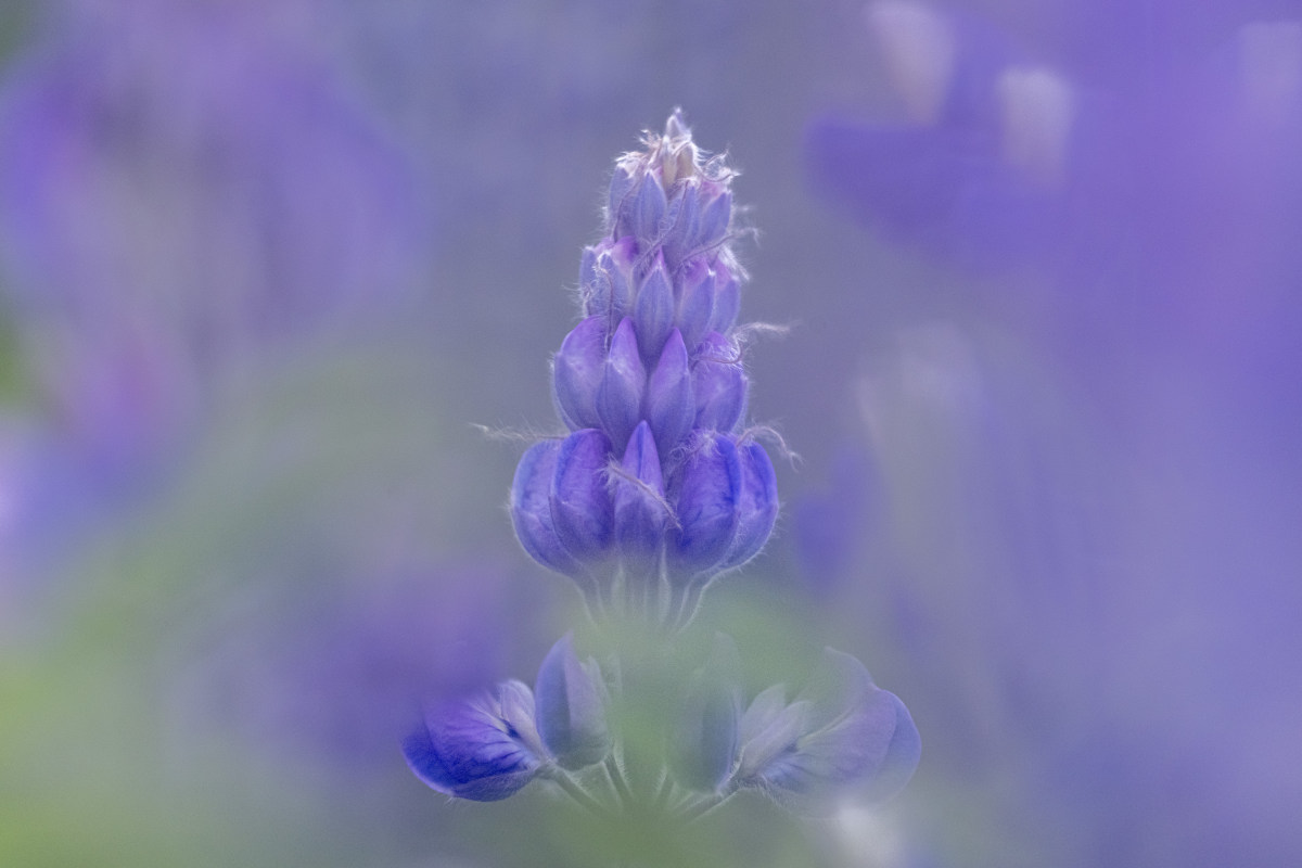 Fotoreizen IJsland Westfjorden Vogels 94 Lupinen bij Sandvik fotografie reizen IJsland Westfjorden