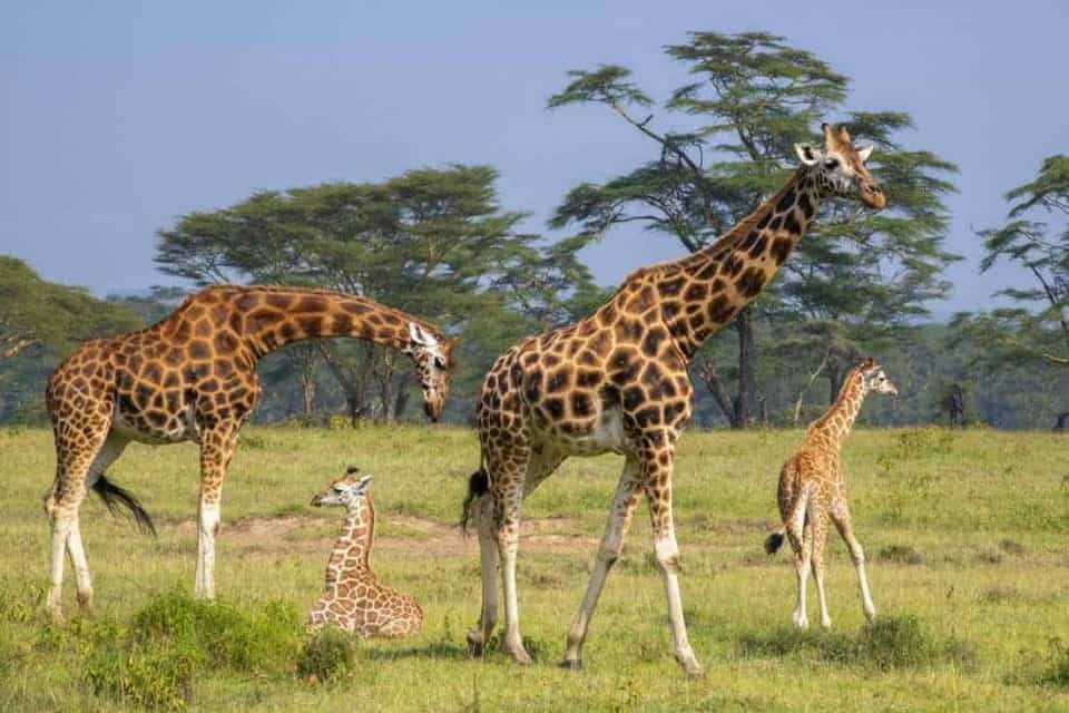 Fotoreizen Kenia-Tanzania Fotoreizen Kenia-Tanzania