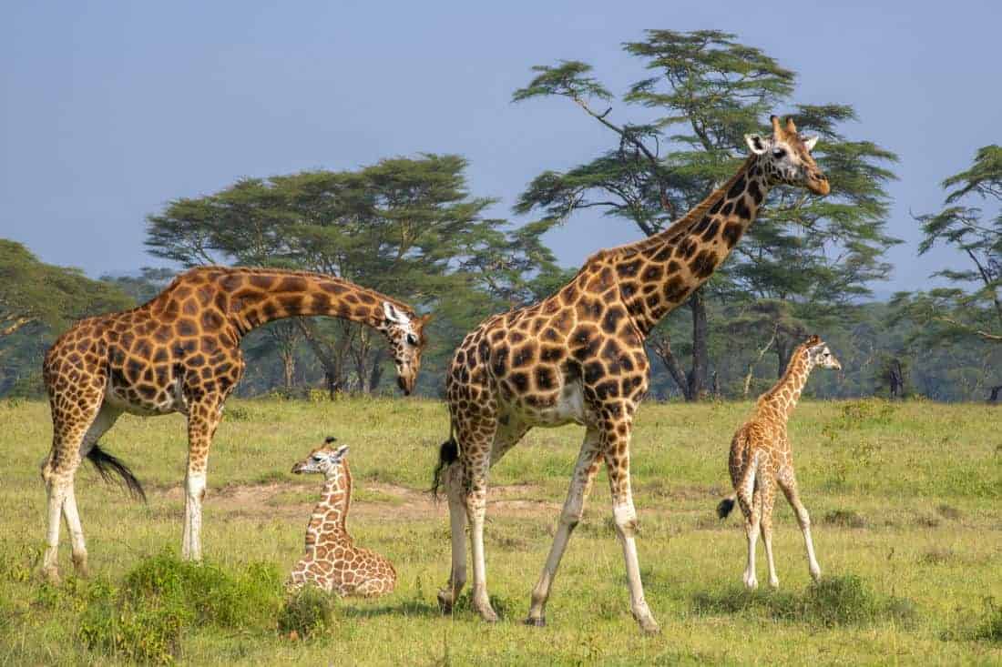 Fotoreizen Kenia Tanzania Lake Nakuru Rothschildgiraffe Fotoreizen Kenia Tanzania Lake Nakuru Rothschildgiraffe