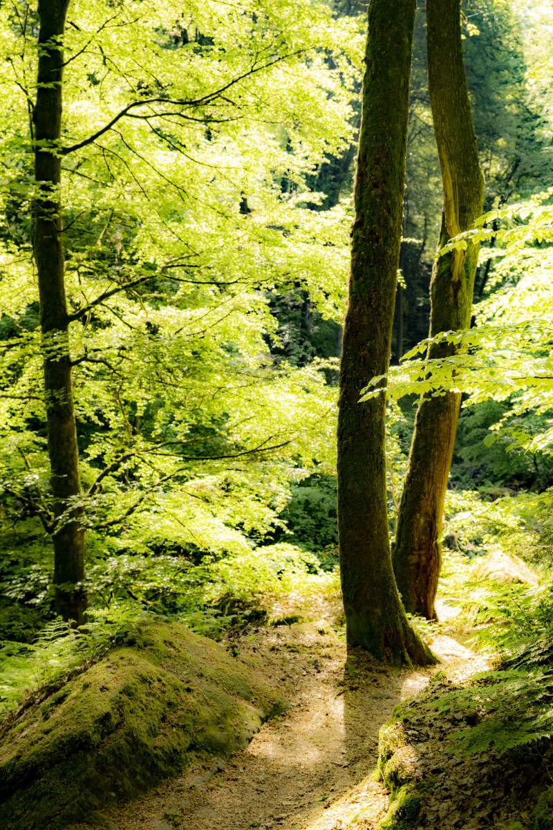 Fotoreizen Luxemburg 13 Fotoreizen Luxemburg Mullerthal