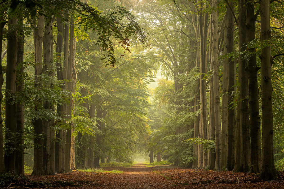 Fotoreizen Nederland Veluwe bosfoto 2_01 Fotoweekenden Nederland Veluwe zonneharpen