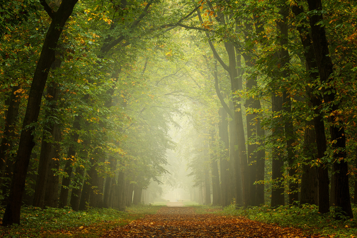Fotoreizen Nederland Veluwe bosfoto 4_01 Fotoweekenden Nederland Veluwe zonneharpen
