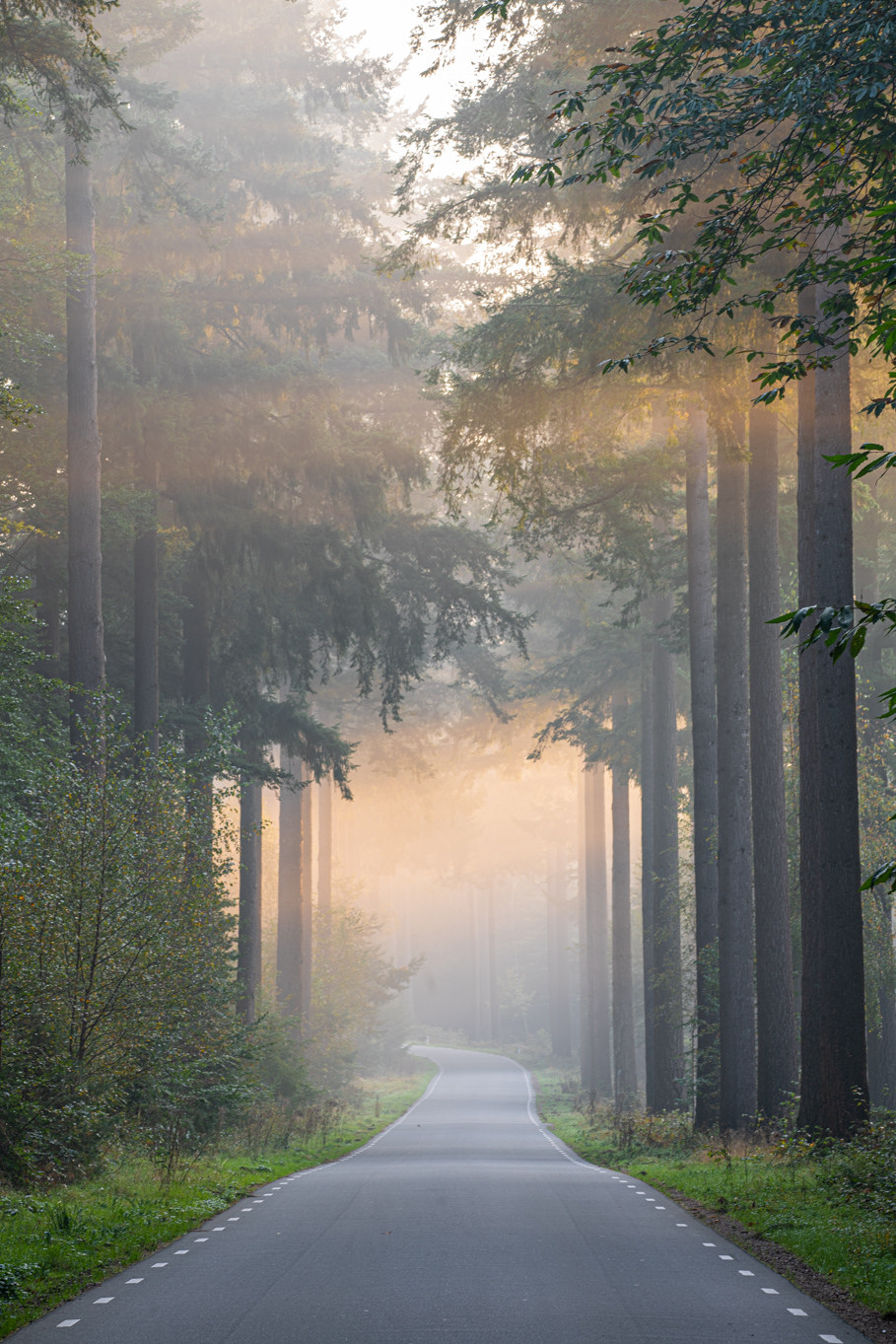Fotoreizen Nederland Veluwe bosfoto 5_01 Fotoweekenden Nederland Veluwe zonneharpen