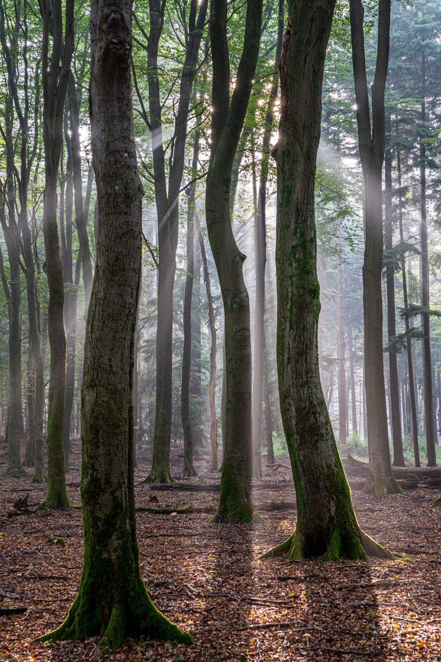 Fotoreizen Nederland Veluwe bosfoto 6_01 Fotoweekenden Nederland Veluwe zonneharpen