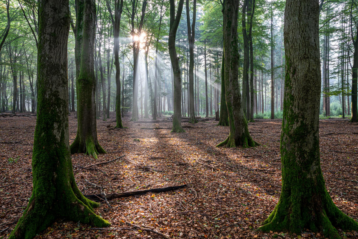 Fotoreizen Nederland Veluwe bosfoto 7_01 Fotoweekenden Nederland Veluwe zonneharpen