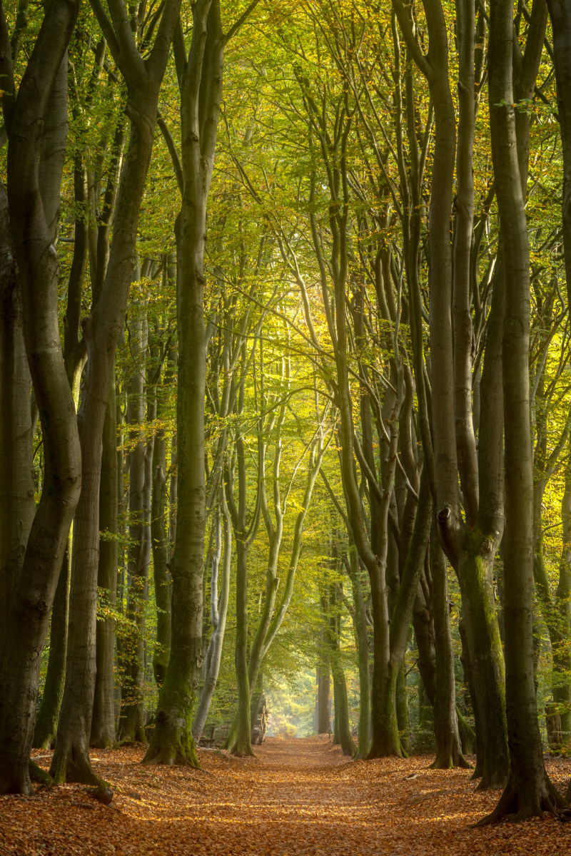 Fotoreizen Nederland Veluwe bosfoto 8_01 Fotoweekenden Nederland Veluwe zonneharpen