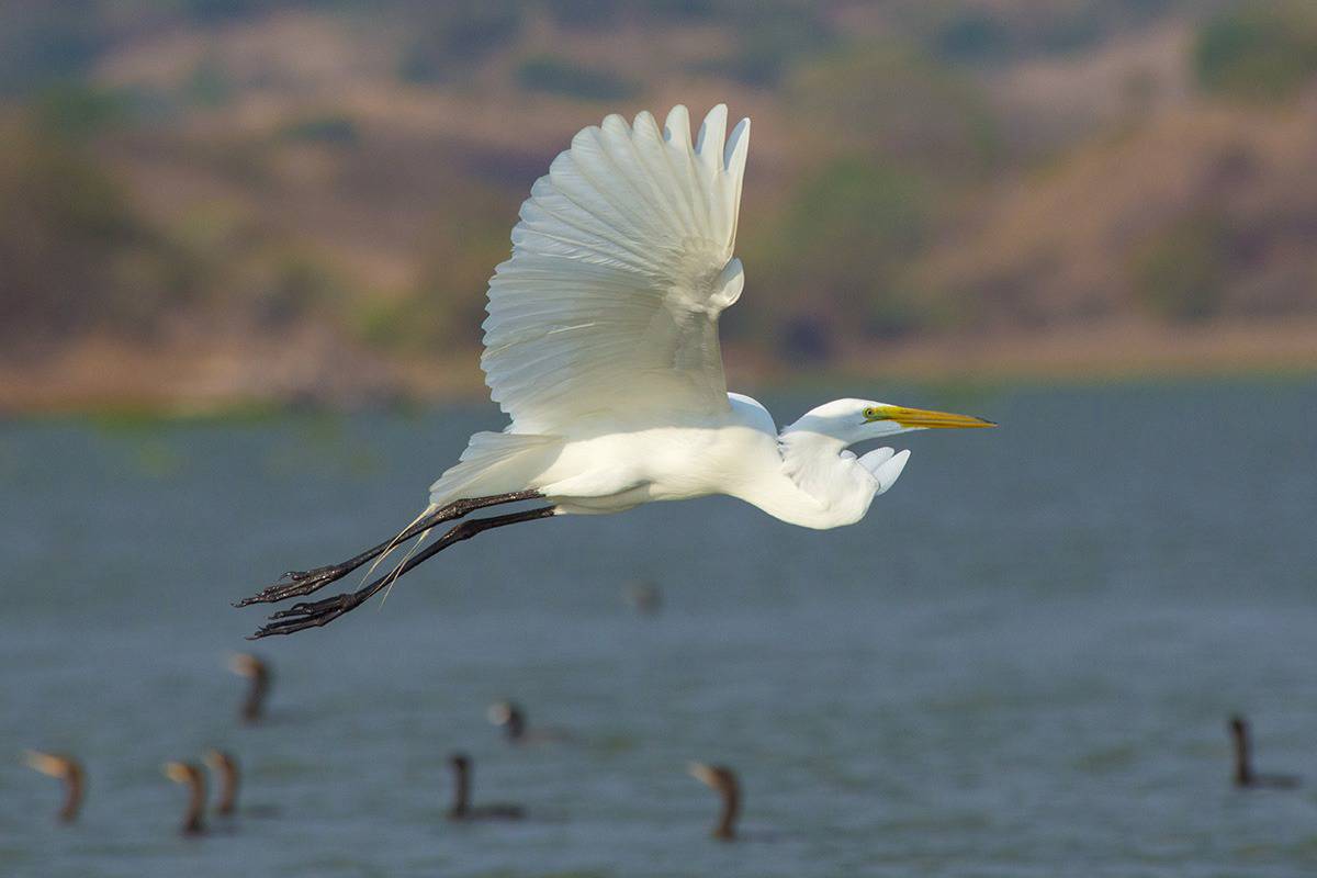 Fototips - El Salvador - Suchitlan meer vliegende ooievaar Fototips - El Salvador - Suchitlan meer vliegende ooievaar