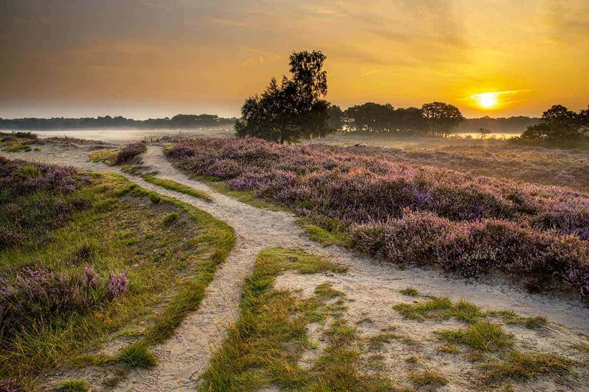 Fototips Gasterse duinen Fototips Gasterse duinen