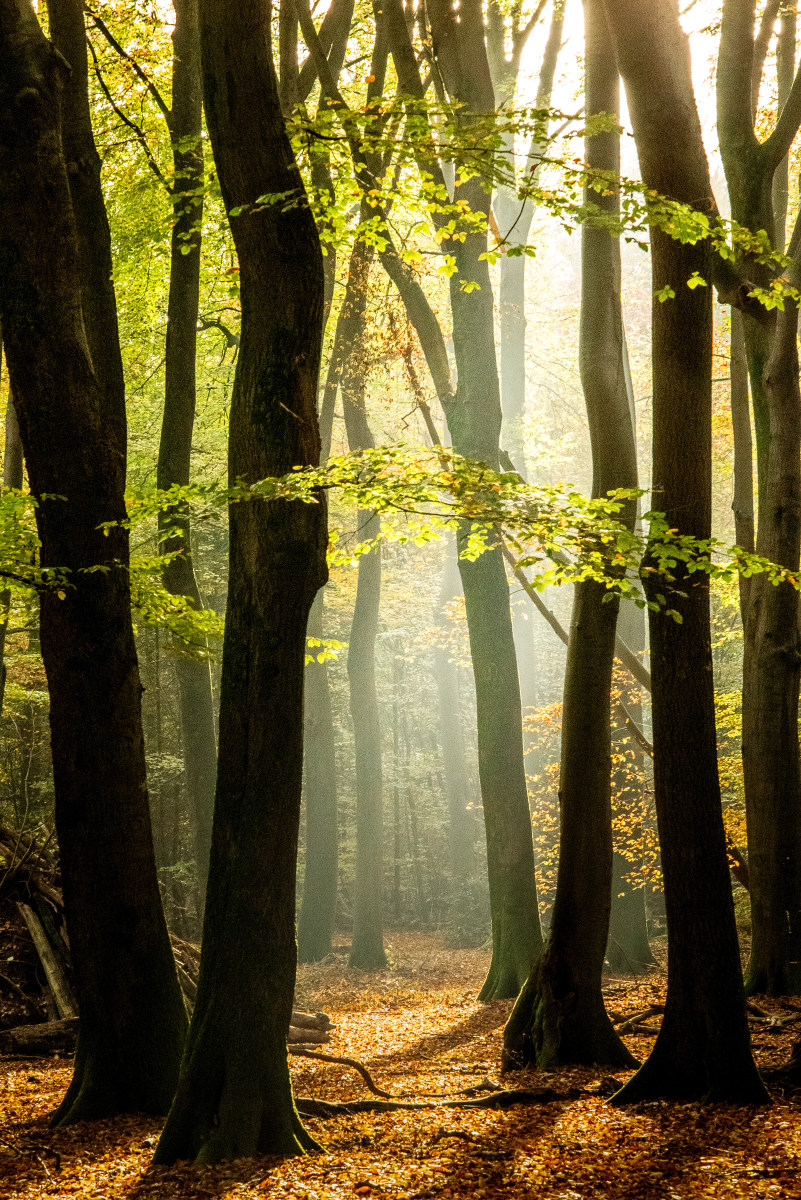 Fotovakantie Nederland Veluwe herfst 3_01 Fotovakantie Nederland Veluwe herfst