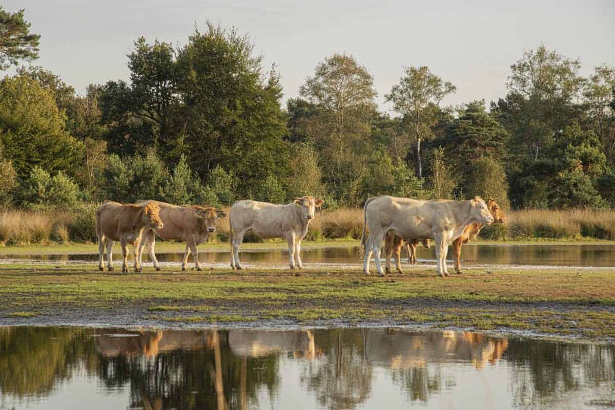 Fotoweekend Brabant koeien