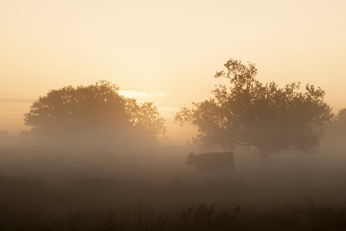 Koeien in de mist tijdens het Fotoweekend Brabant