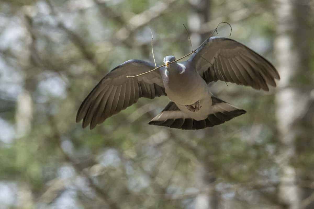 Fotoweekend Brabant 01 Duif bouwt nest in het wandelbos Tilburg