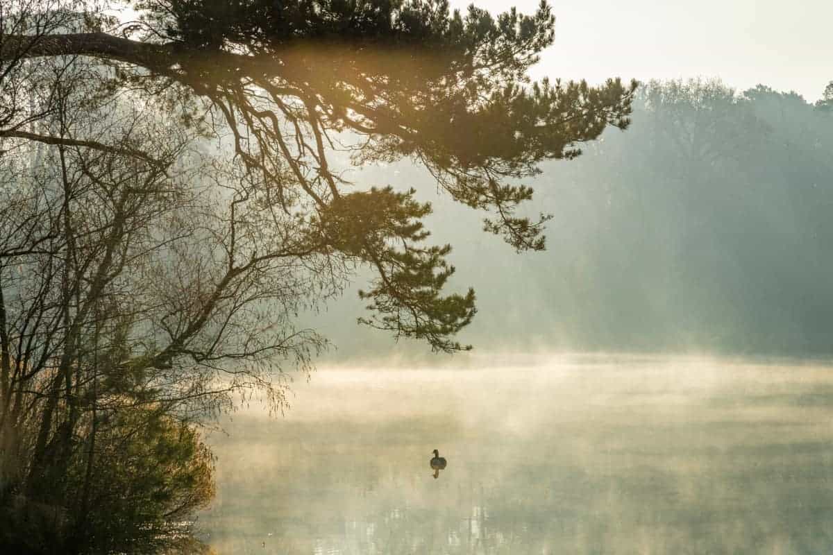 Fotoweekend Brabant 08 Eend in ochtendmist Van Esschenven tijdens Fotoweekend Brabant