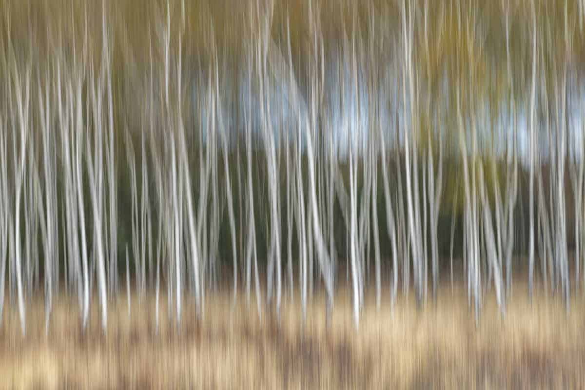 Fotoweekend Brabant 14 Populierenbos met ICM gefotografeerd