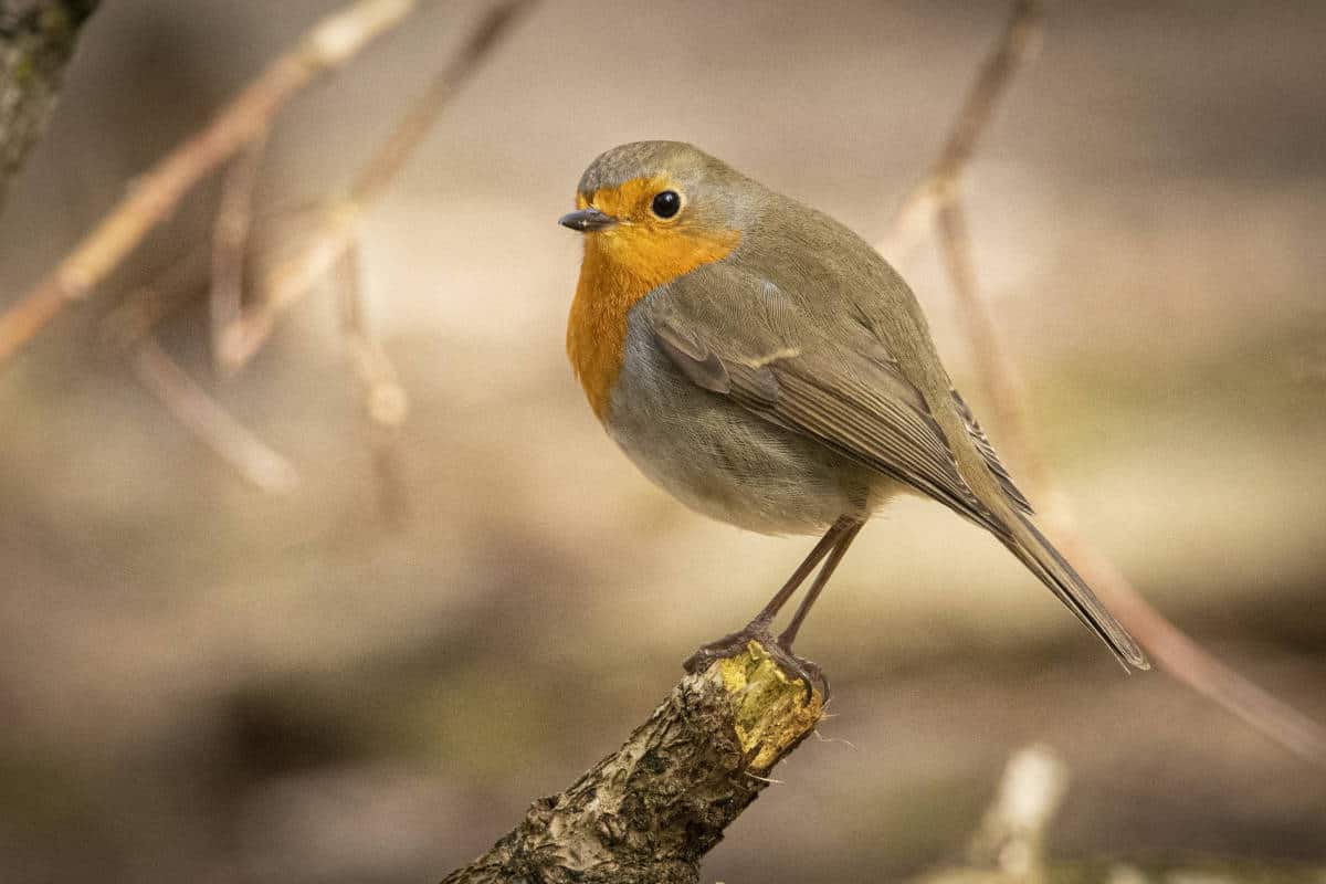 Fotoweekend Brabant eekhoorn roodborstje