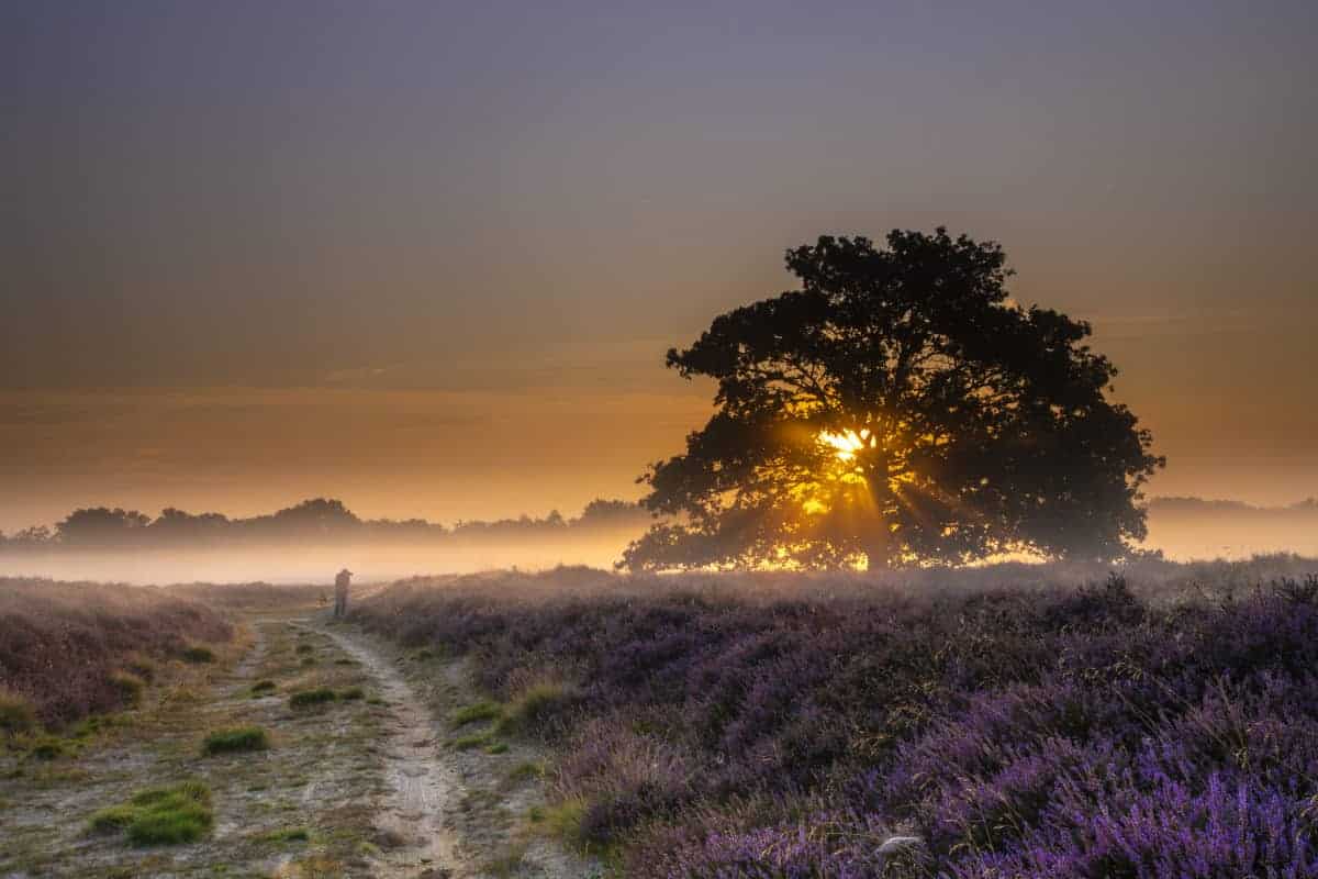 Fotoweekend Drenthe Balloerveld zon door de bomen Fotoweekend Drenthe Balloerveld zon door de bomen