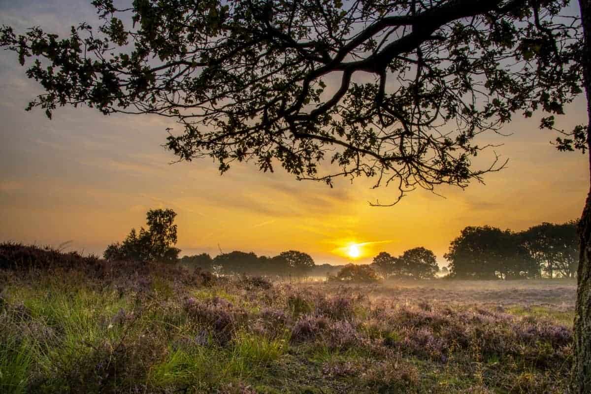 Fotoweekend Drenthe Gasterse Duinen Fotoweekend Drenthe Gasterse Duinen | Fotografie-reizen - Fotoreizen