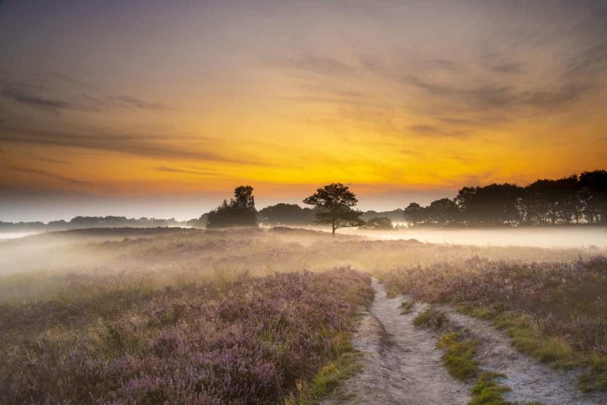 Fotoweekend Drenthe Gasterse Duinen mistflarden Fotoweekend Drenthe Gasterse Duinen mistflarden | Fotografie-reizen - Fotoreizen