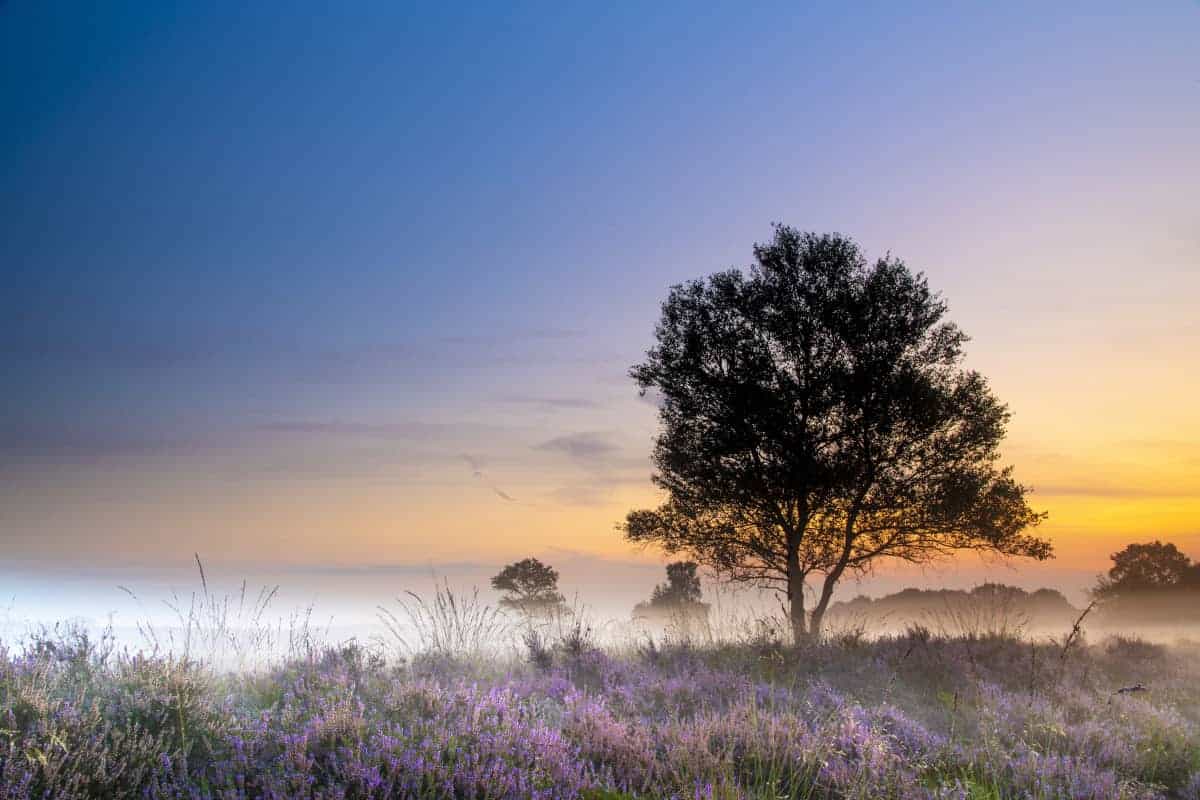Fotoweekend Drenthe Gasterse Duinen solitair boompje Fotoweekend Drenthe Gasterse Duinen solitair boompje
