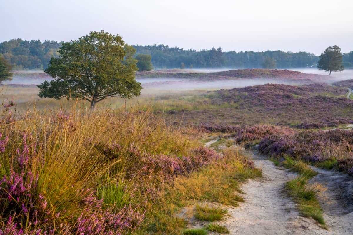 Fotoweekend Drenthe Gasterse Duinen zon op Fotoweekend Drenthe Gasterse Duinen zon op | Fotografie-reizen - Fotoreizen