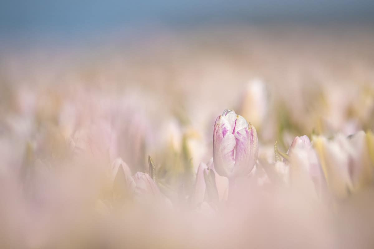 Fotoweekend Groningen 08 Roze tulpen tulpenveld Fotoweekend Groningen