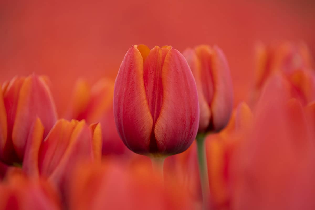 Rode tulpen Fotoweekend Groningen