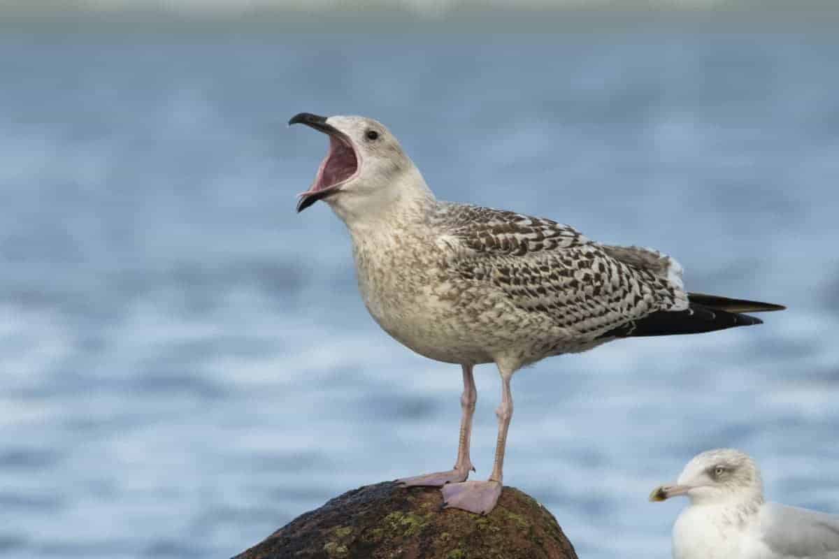 Fotoweekend Groninger Waddenkust 28_01 Zeemeeuw Fotoweekend Nederland
