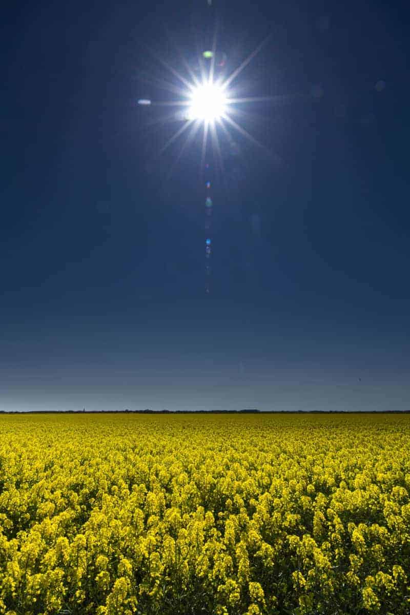 Fotoweekend Groninger Waddenkust 2_01 Koolzaad Fotoreizen Nederland