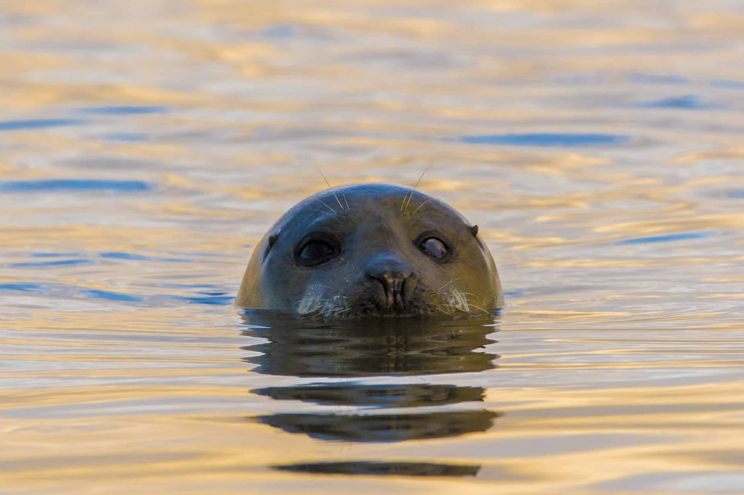 Fotoweekend Groninger Waddenkust 31 Zeehond in avondlicht Fotoweekend Nederland