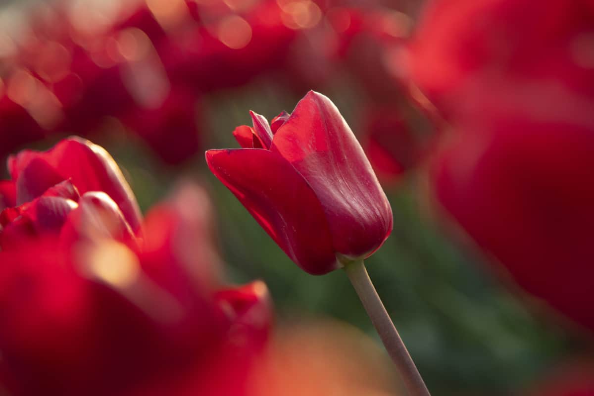 Tulpen Fotoweekend Groninger Waddenkust