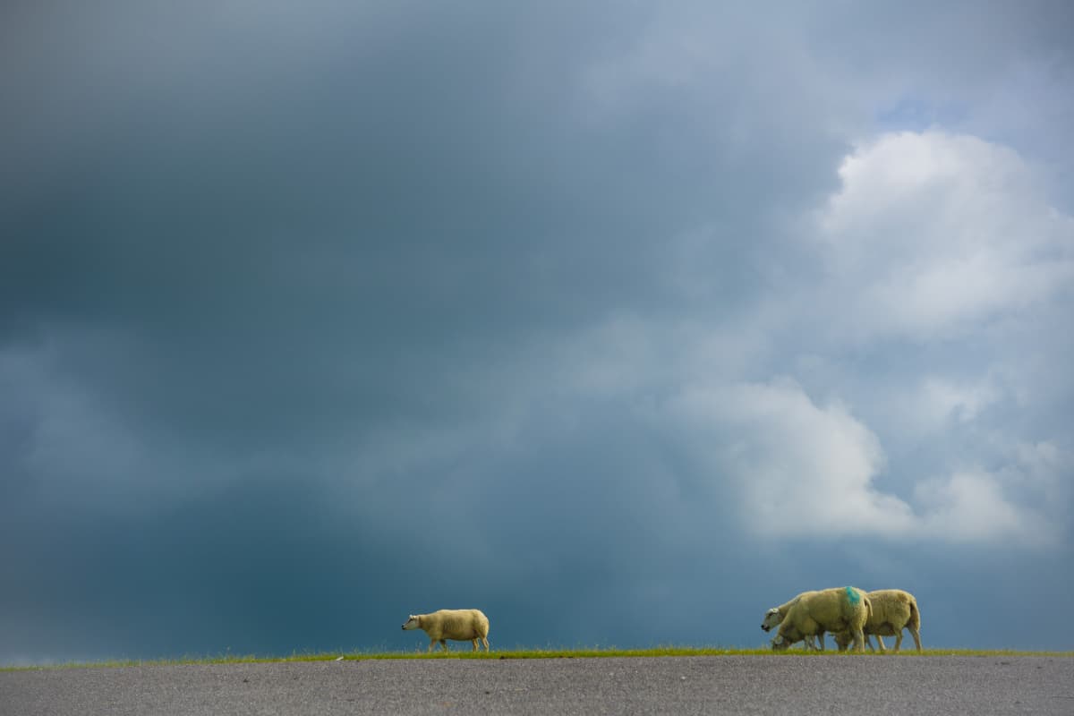 Fotoweekend Groninger Waddenkust 8_01 Schapen op de dijk Fotoweekend Nederland