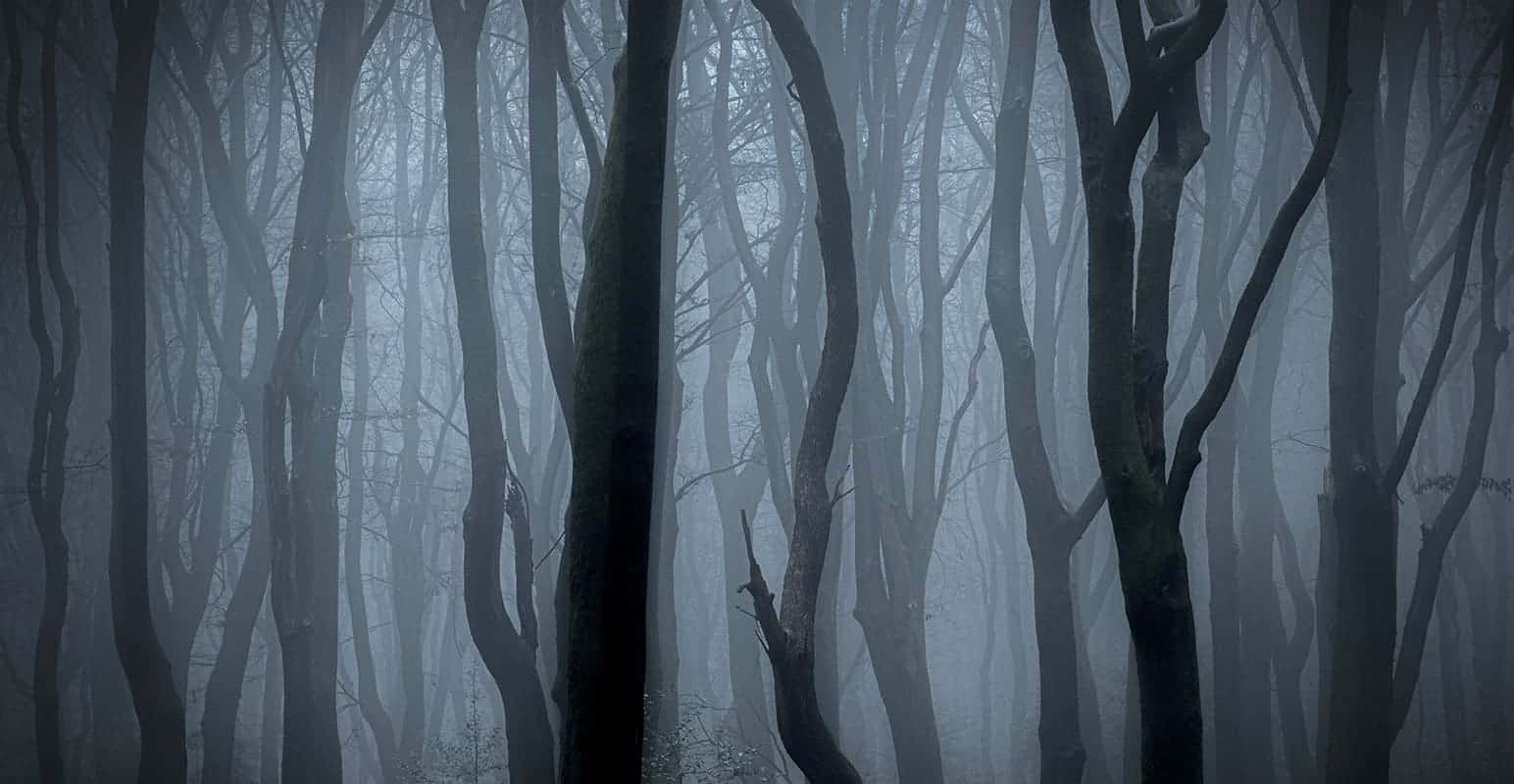Fotoweekend Veluwe mist verkleind Fotoweekend Veluwe mist verkleind