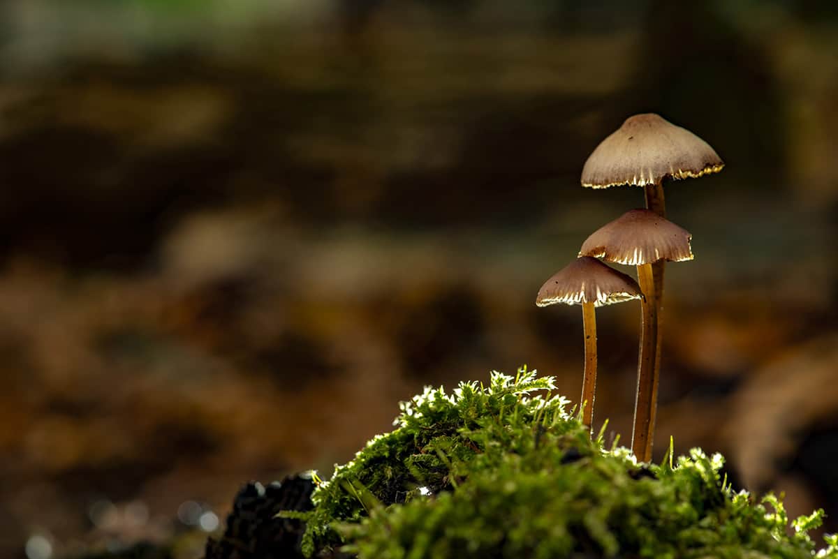 Fotoweekend Veluwe paddenstoelen