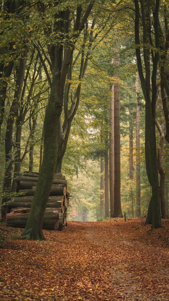 Fotoweekenden Nederland Veluwe 8 Fotoweekenden Nederland Veluwe zonneharpen