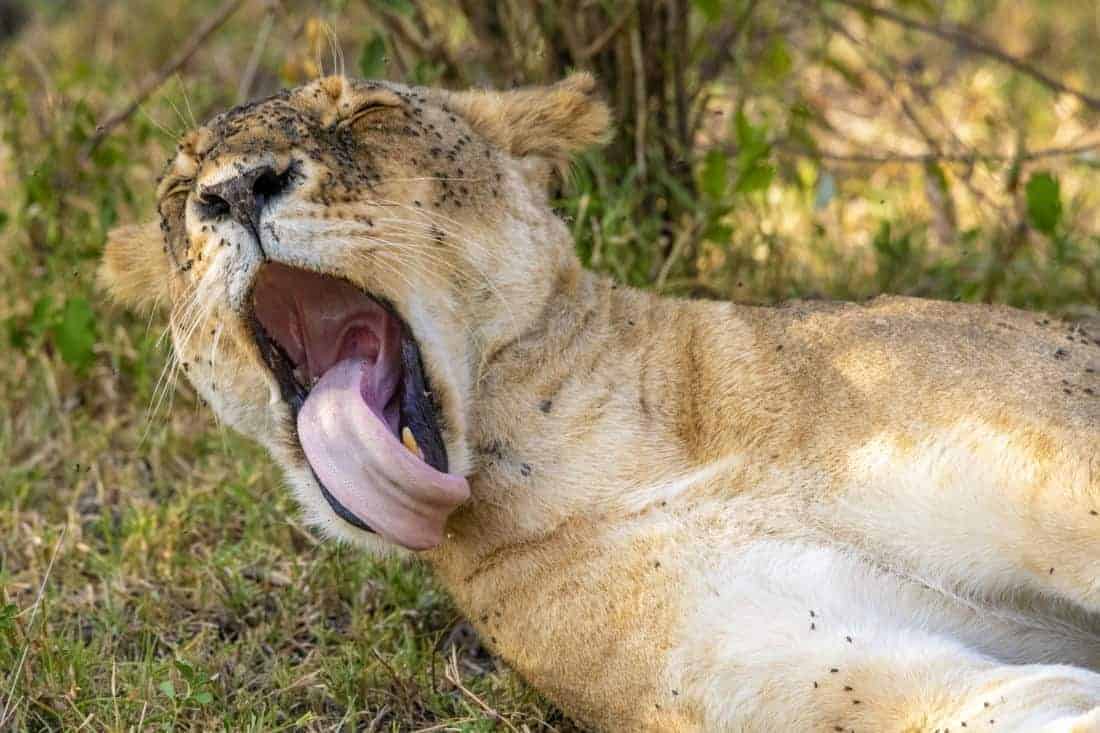 Gapende leeuw tijdens fotosafari Kenia
