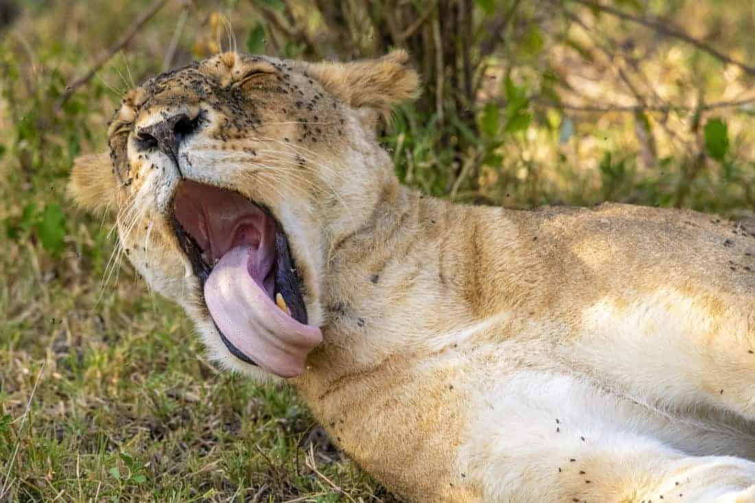 Gapende leeuw tijdens fotosafari Kenia Gapende leeuw tijdens fotosafari Kenia