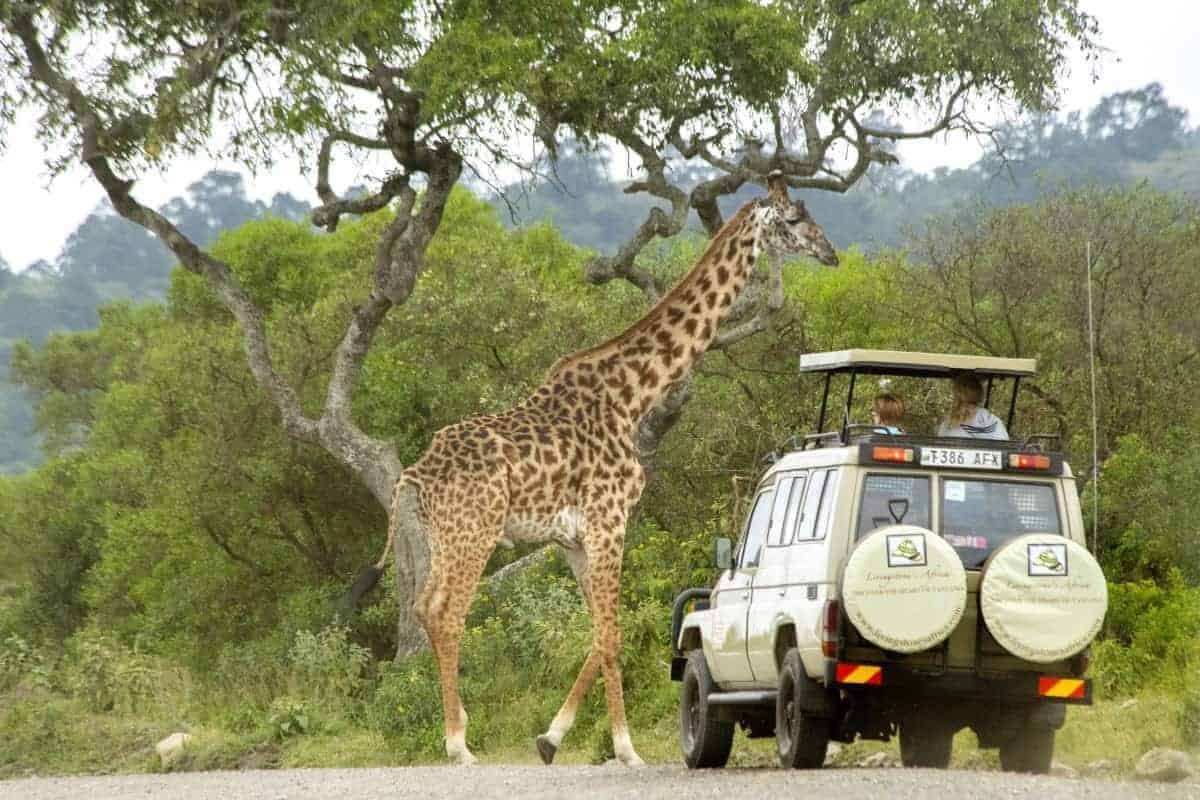 Giraffe loopt vlak voor jeep tijdens fotoreis Tanzania