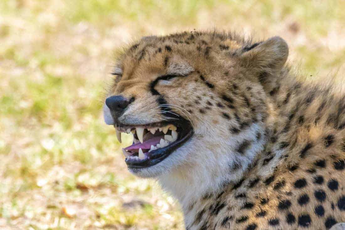 Grinzende cheetah Fotografiereizen