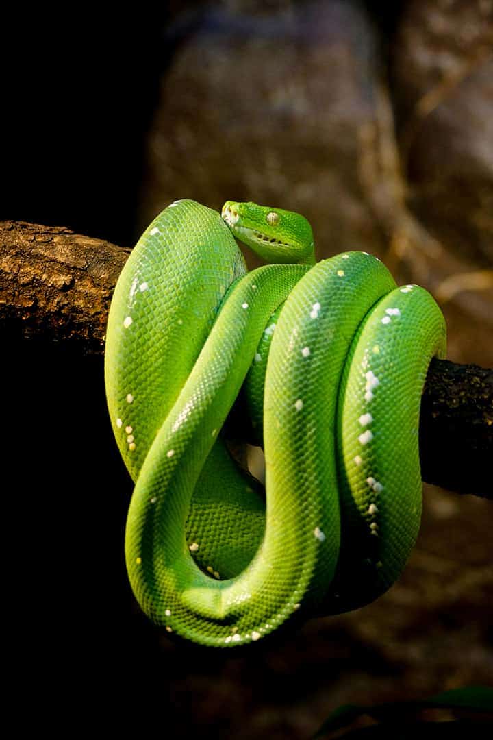 Groene boompython Groene Boom Python