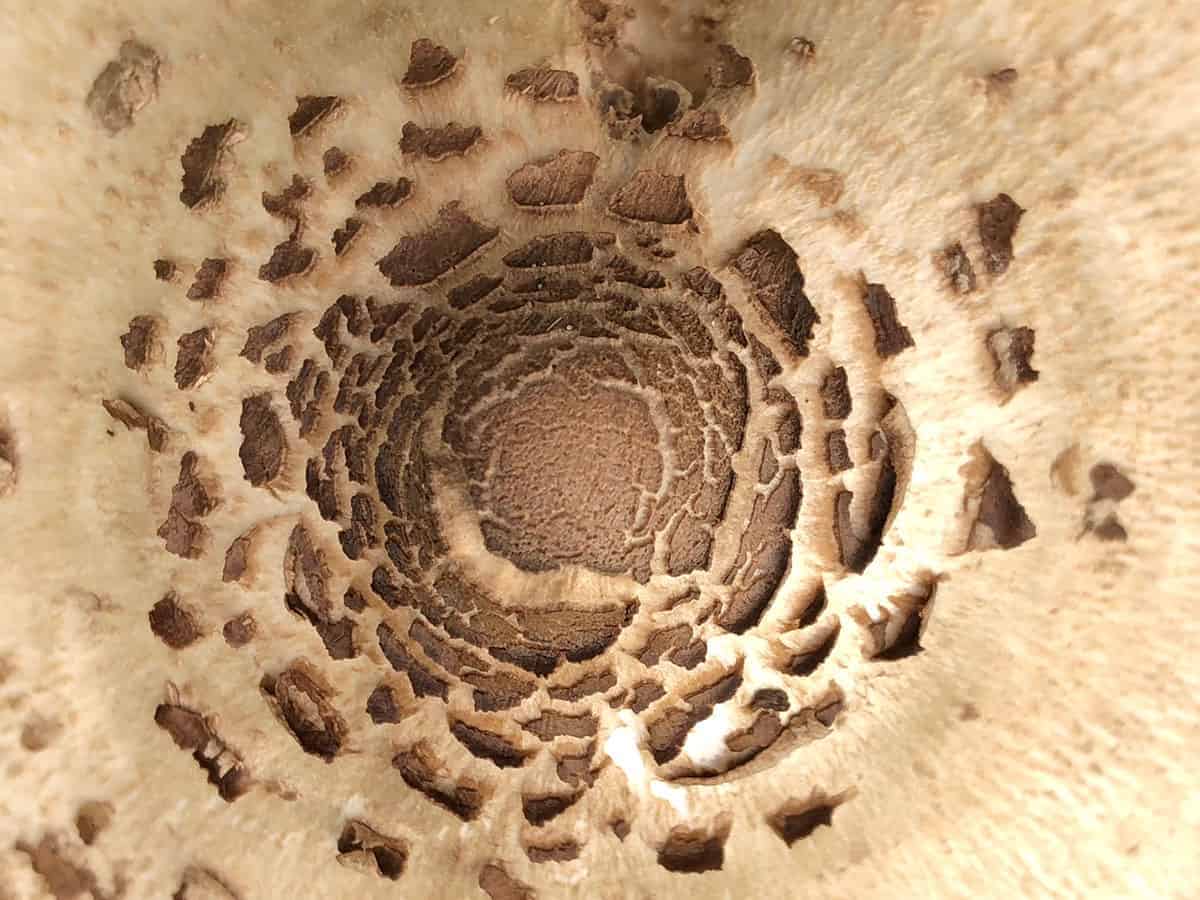 Hoe fotografeer ik paddenstoelen detail