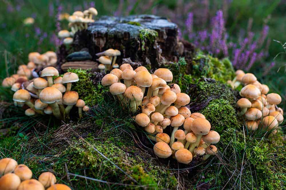 Hoe fotografeer je een paddenstoel